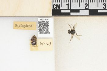 Media type: image;   Entomology 769699 Aspect: Labels